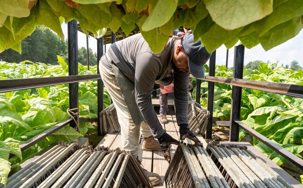 Deep Run, NC – July, 25, 2023: A Mexican H-2A farm worker packs tobacco leaves on a farm in Eastern North Carolina during the harvest in late July.