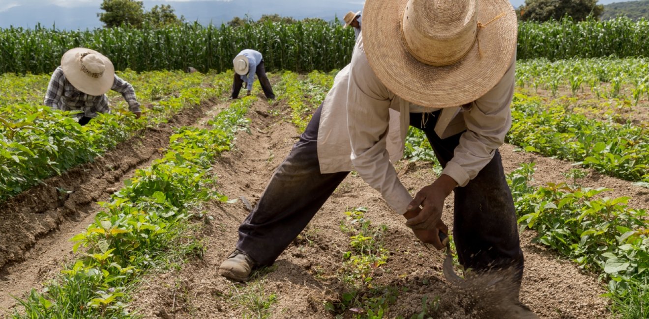 hispanic farmers manual amaranthus planting in a Mexico's farming field