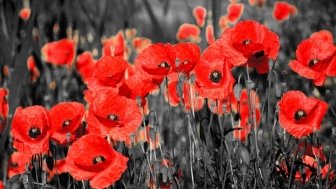 Field of poppy flowers