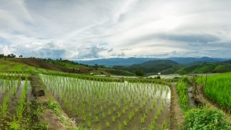 Rice Fields