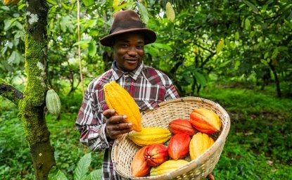 A smiling African farmer harvesting cocoa pods on the plantation, production of chocolate in Africa