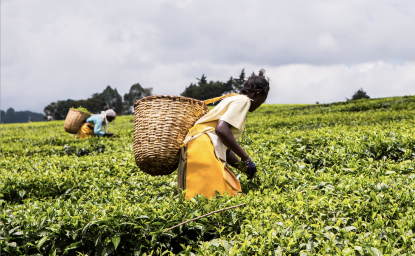 African women harvest tea leaves near Nandi Hills, Kenya.