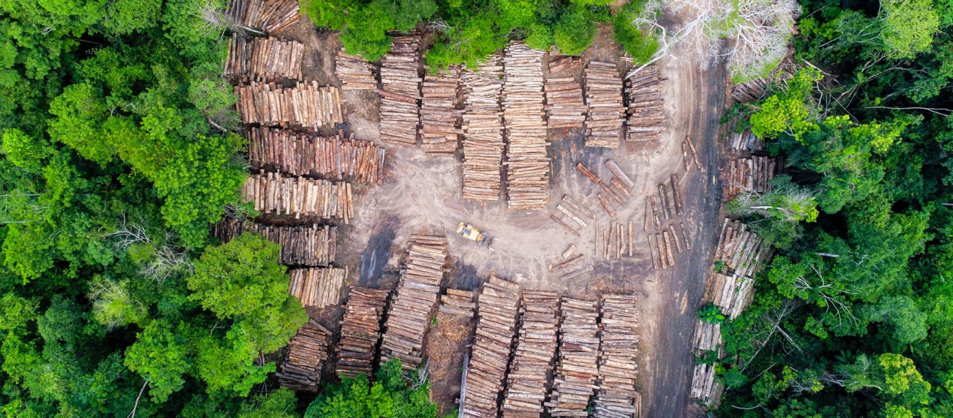 Aerial view of a log storage yard from authorized logging in an area of ​​the Brazilian Amazon rainforest.