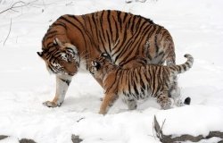  A female Amur tiger