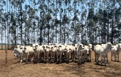 Cattle from ranches near Agua Boa, in the state of Mato Grosso, Brazil. The livestock sector is the primary driver of deforestation in the Brazilian Amazon and Cerrado.