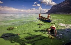 Blue Planet Turns Green