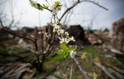 Blossoms against the backdrop of a ruined house.